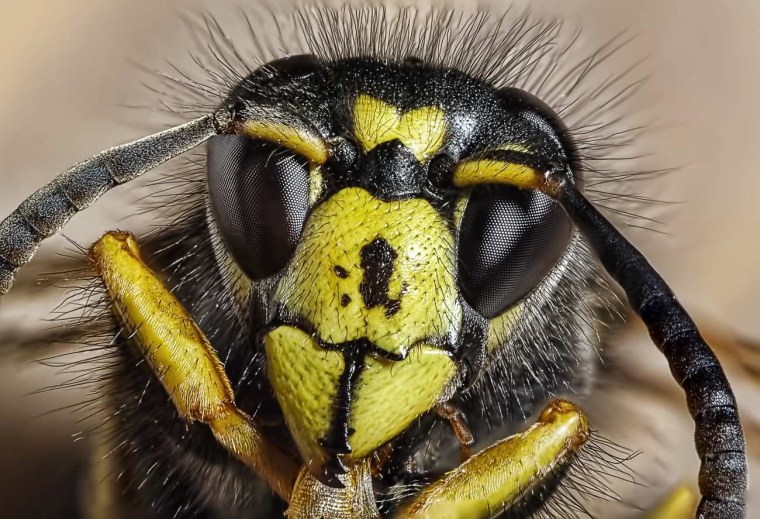 Оса под микроскопом