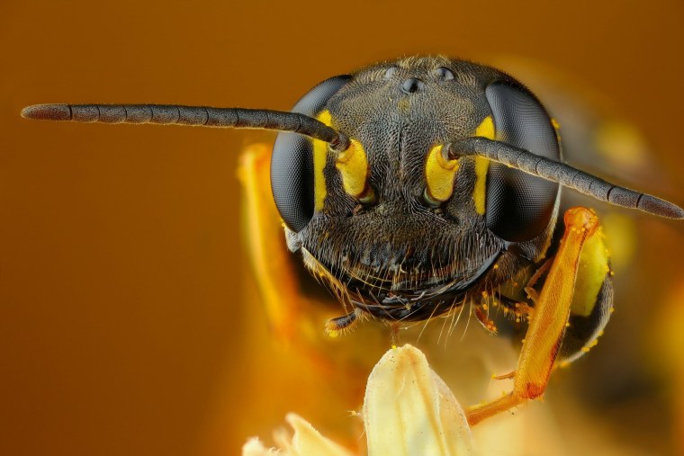 Оса макрофото