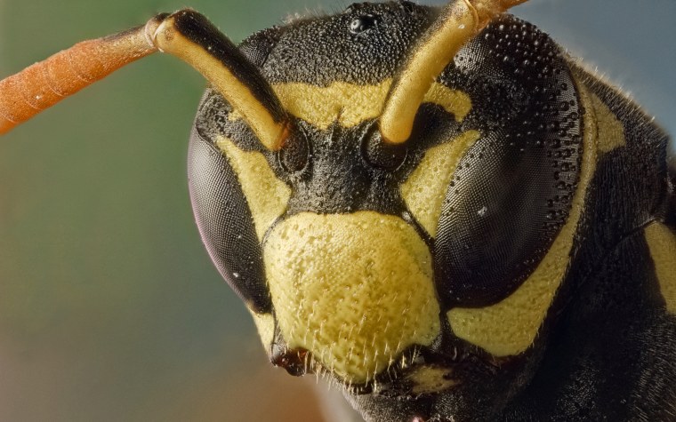 Жук Шершень