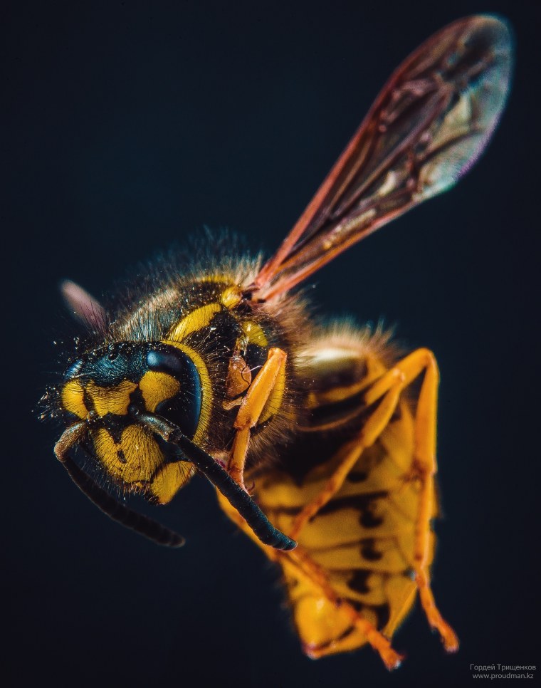 Оса насекомое