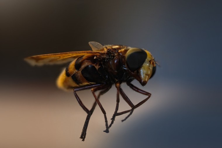 Шершень Макросъемка