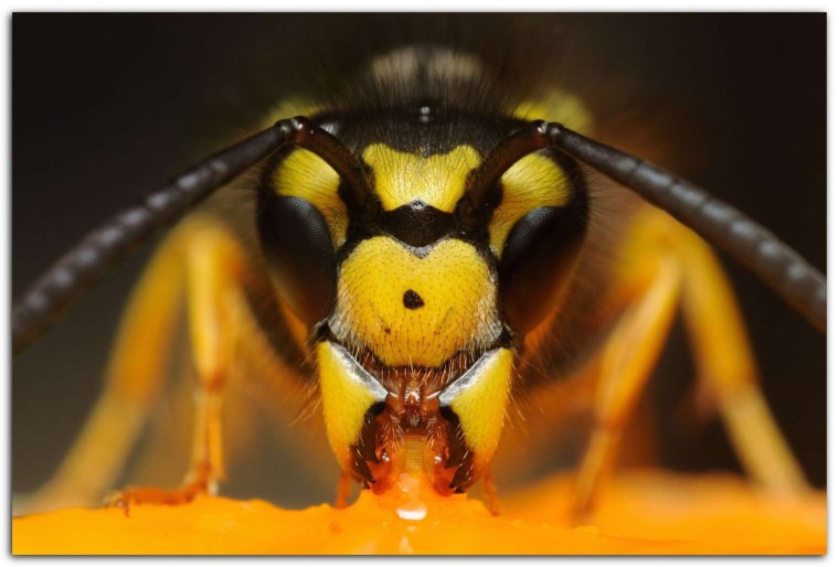 Пчела макро