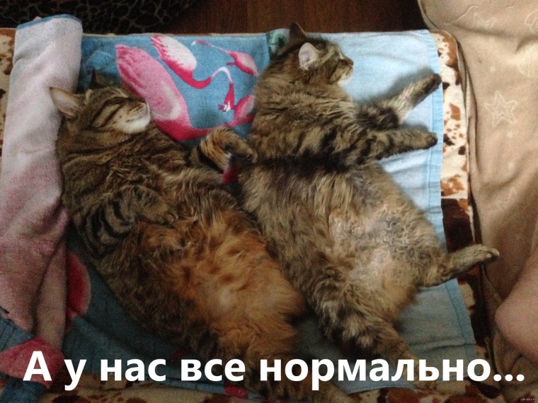 Картинки у меня все нормально