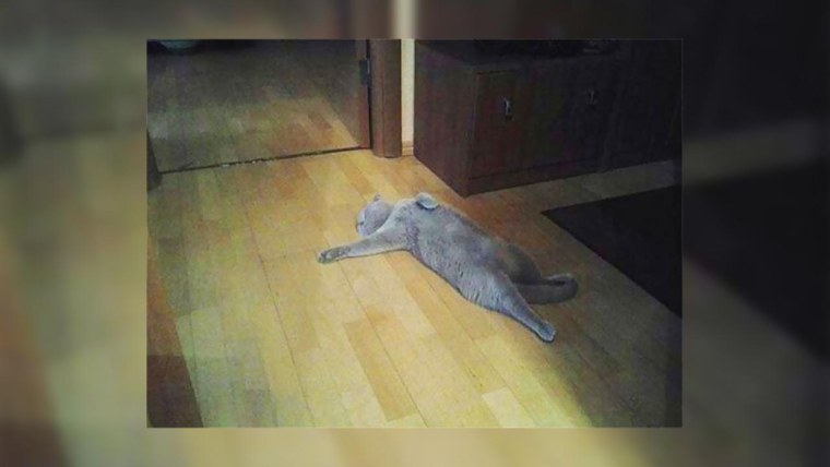 Семантика этюдности Пришвина