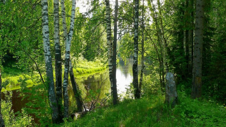 Русский лес Березовая роща