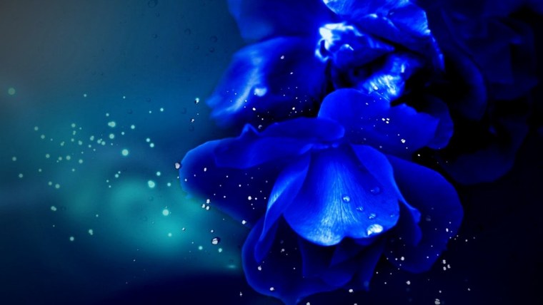Темно синие цветы