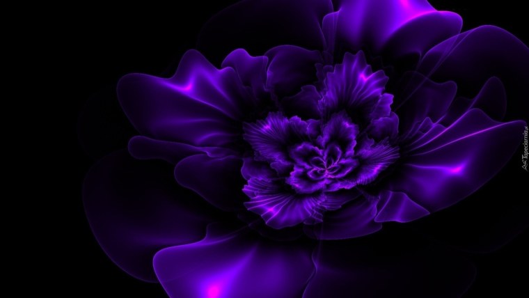 Цветы на черном фоне