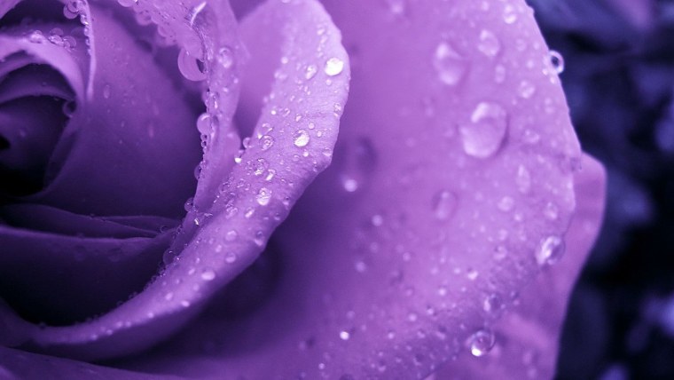 Сиреневые цветы