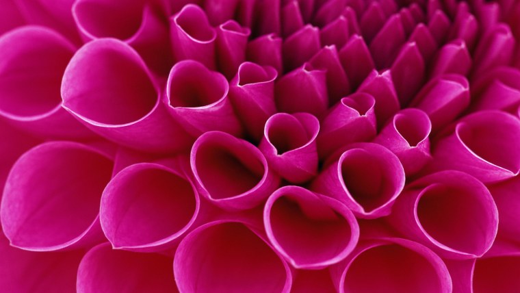 3d обои цветы