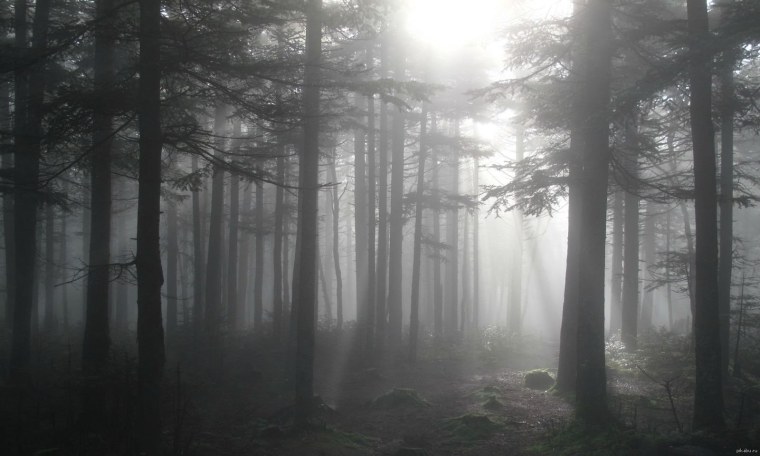 Темный лес в тумане