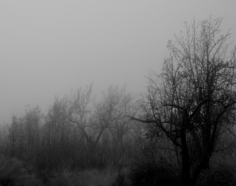 Лес в тумане