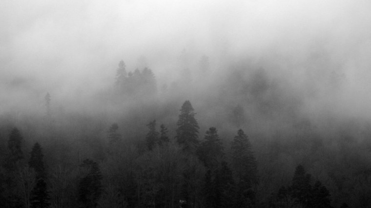 Страшный туманный лес
