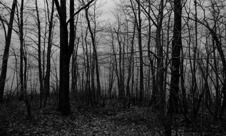 Деревья тлен