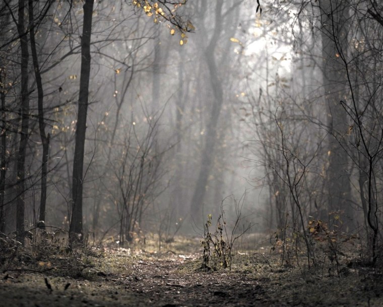 Страшный осенний лес