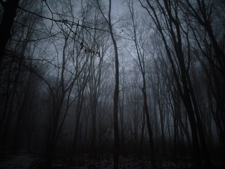 Обои серый лес