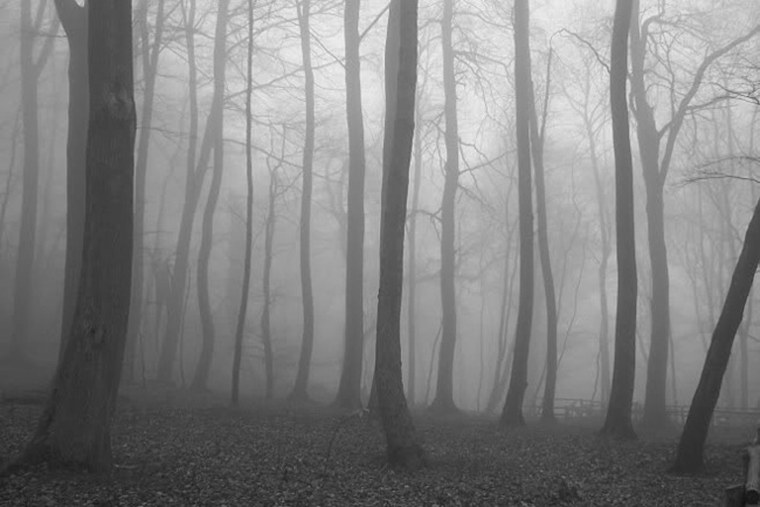 Мрачный лес
