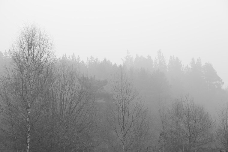 Серый лес