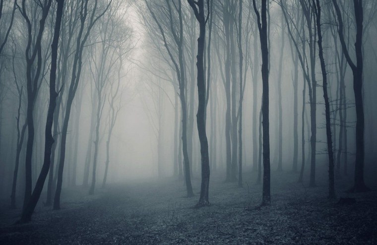 Затуманенный лес