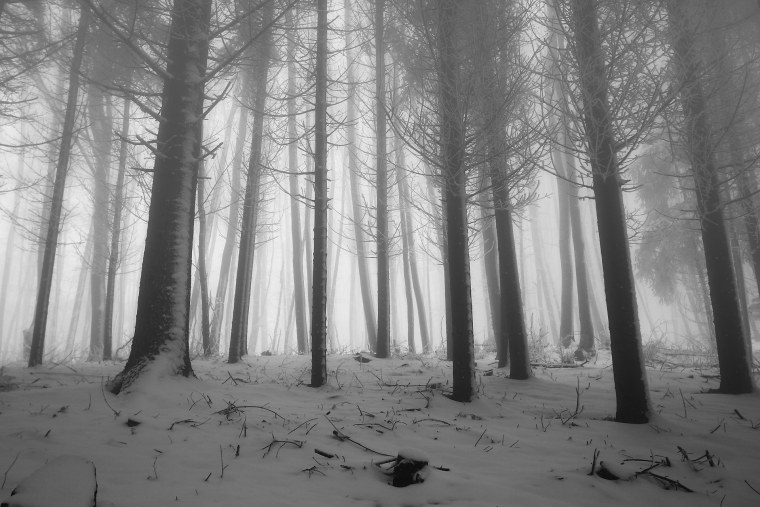 Страшный лес в тумане