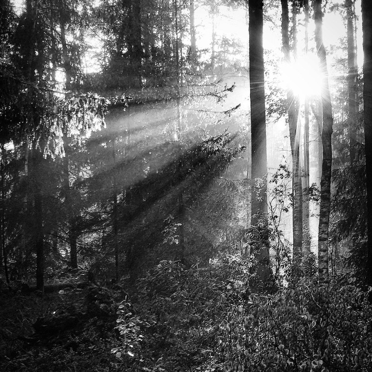 Мрачное дерево