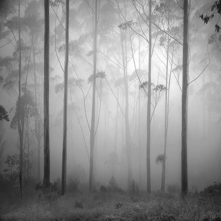 Мрачный ночной лес