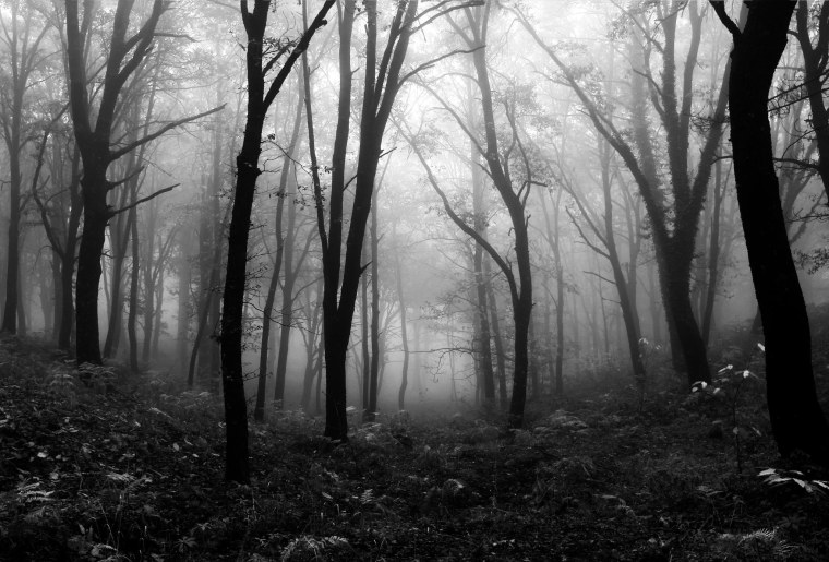 Мрачный лес