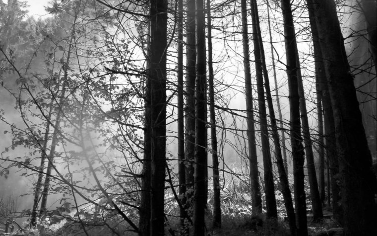 Лес в серых тонах