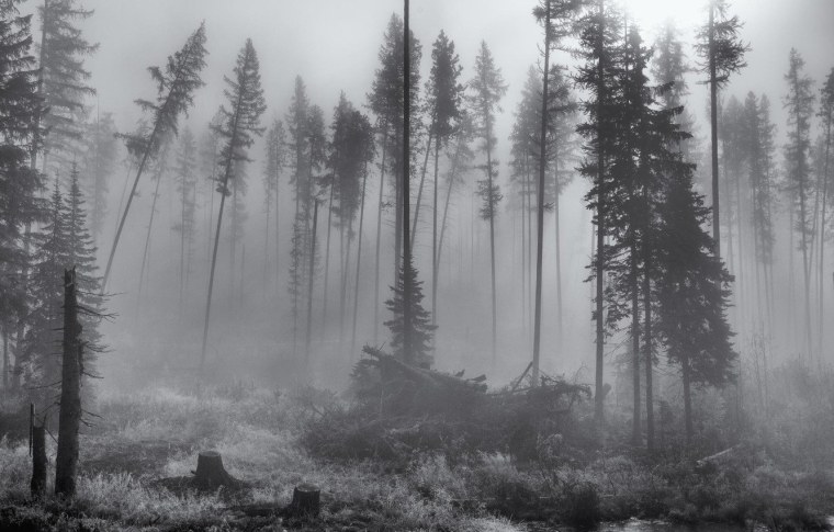 Грустный лес