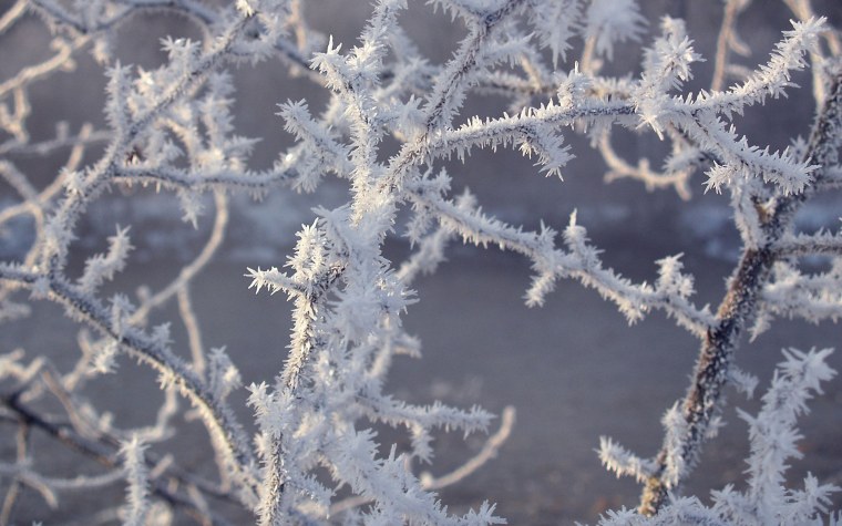 Изморозь на ветках деревьев