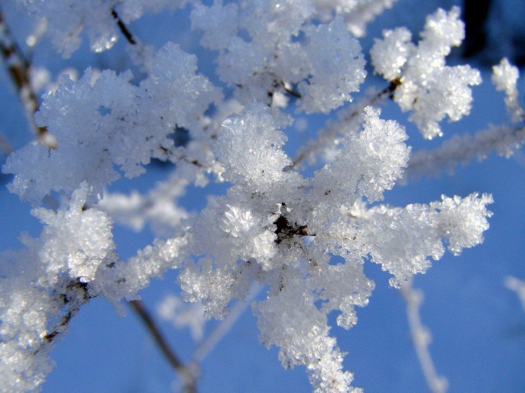 Снег на ветках деревьев