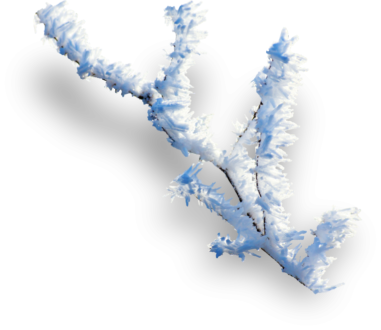 Зимняя ветка на белом фоне