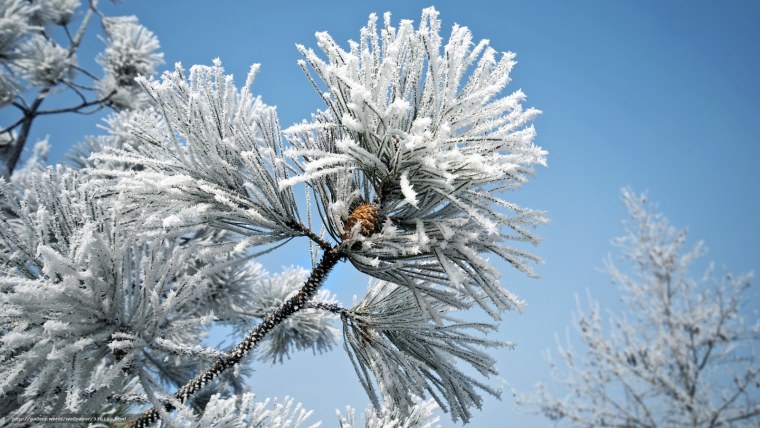 Иней на ветках