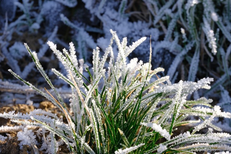 Растения в инее