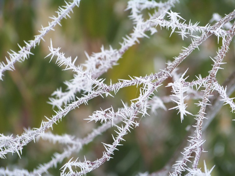 Изморозь на растениях
