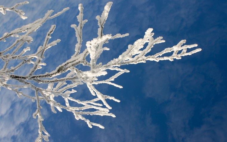 Ветки в снегу