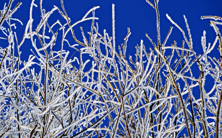 Морозные ветки