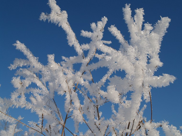 Снежная бахрома на деревьях