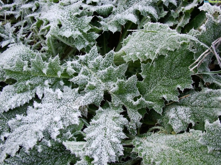 Изморозь на растениях