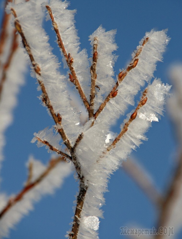 Иней на деревьях