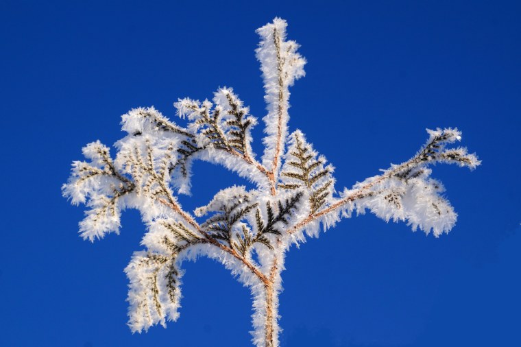 Иней на деревьях