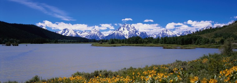 Панорама деревья