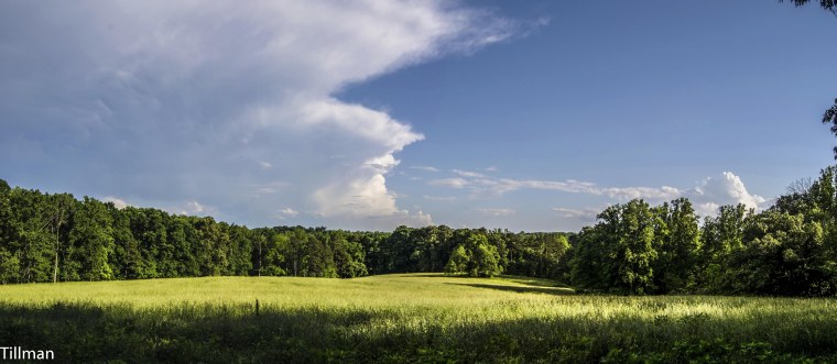 Лес горы панорама