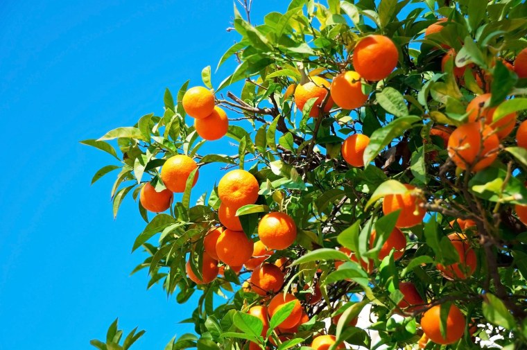 Мандарин дерево