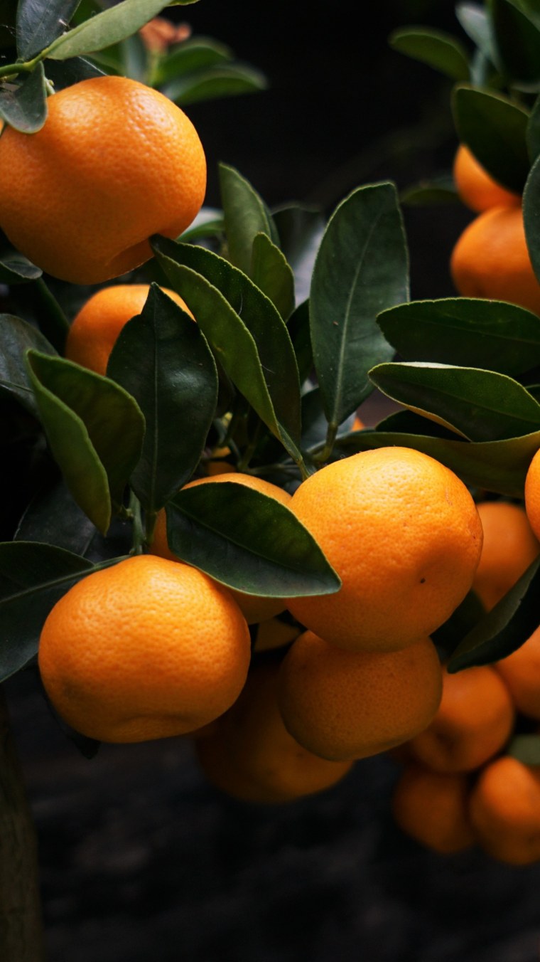 Рангпур цитрус