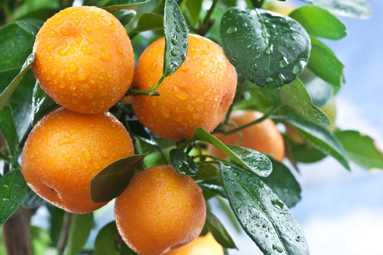 Танжерин дерево