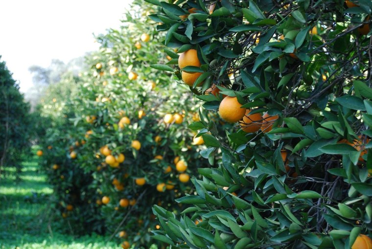 Апельсиновая плантация Сицилия