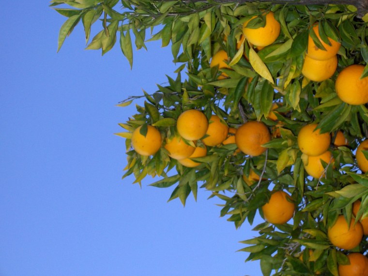 Апельсиновое дерево фэн шуй