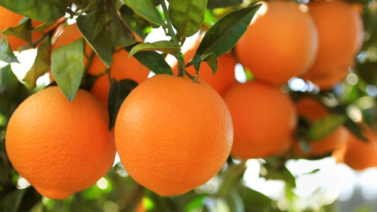 Мандарин дарахти