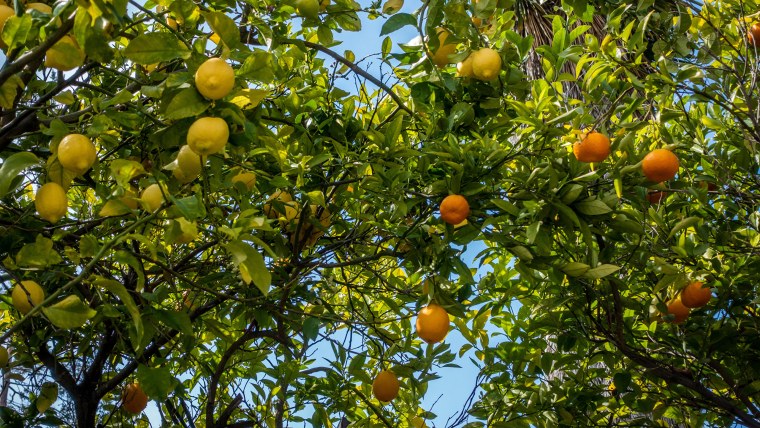 Дерево лимона и мандарина