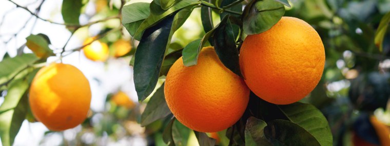 Висящий апельсин на дереве